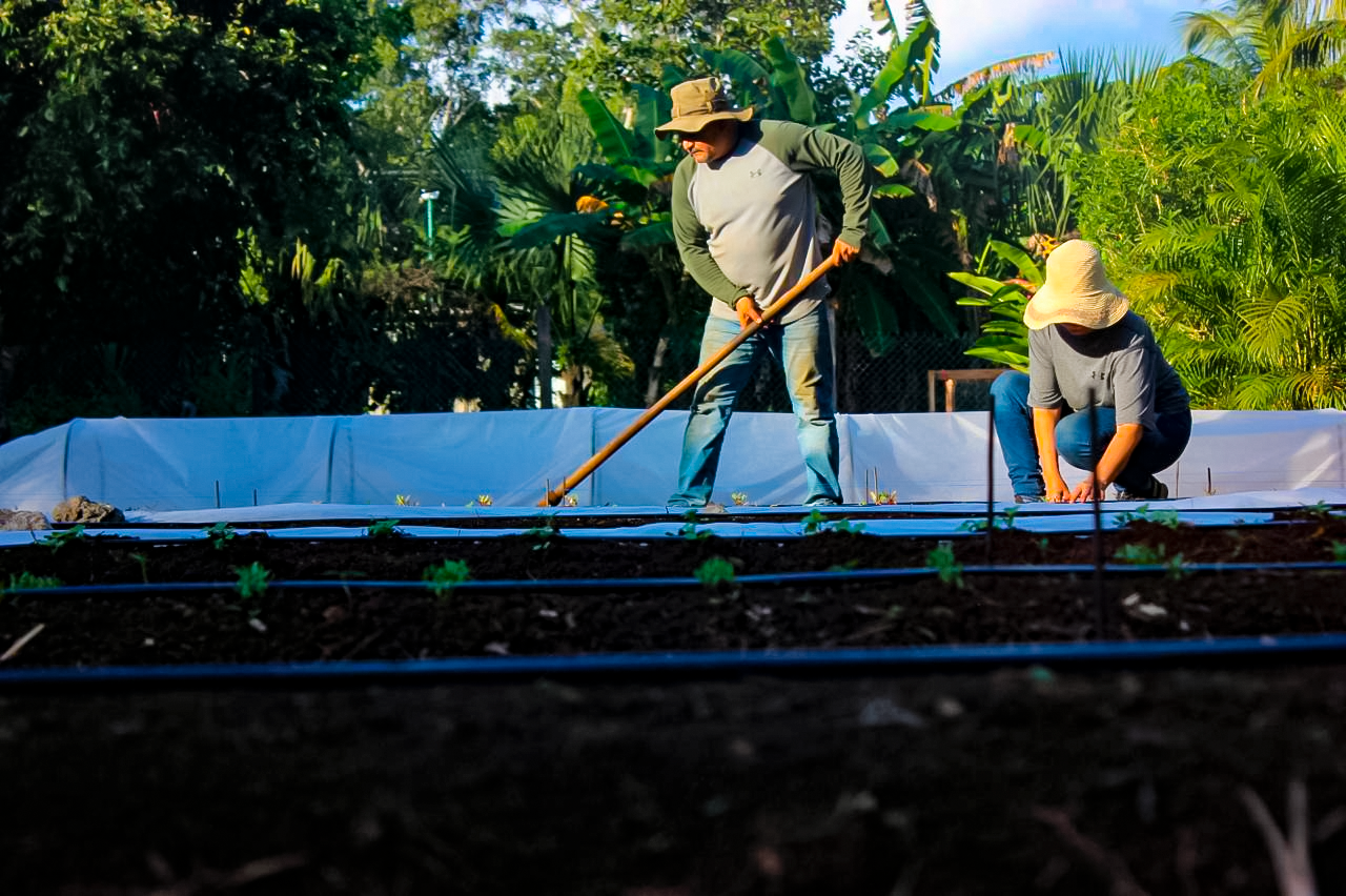 Cosecha de vegetales exóticos IKAKO